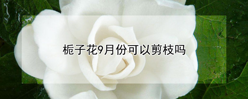 栀子花9月份可以剪枝吗