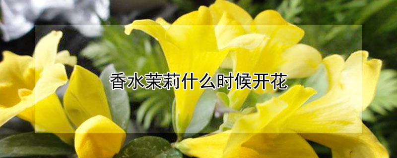 香水茉莉什么时候开花