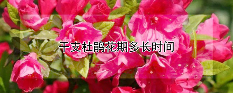 干支杜鹃花期多长时间（杜鹃花干支花期多久）