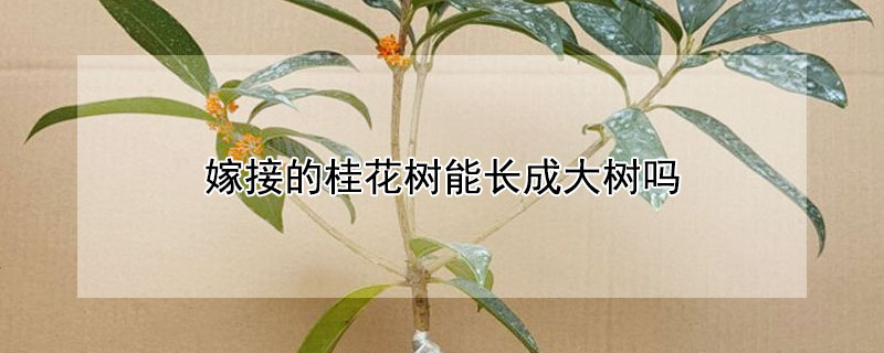 嫁接的桂花树能长成大树吗