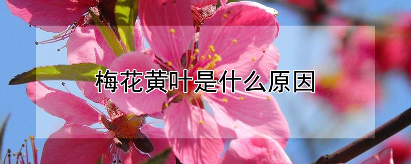 梅花黄叶是什么原因