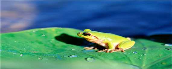 养青蛙一亩一年产量 养青蛙一亩一年产量多少