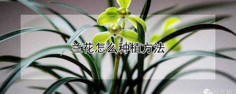 兰花怎么种植方法