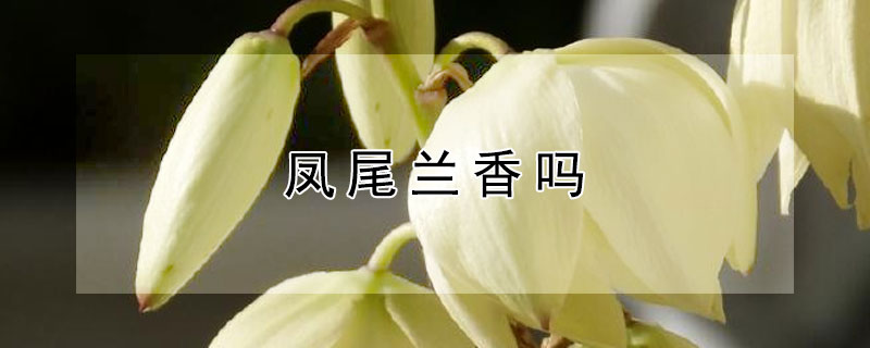 凤尾兰香吗