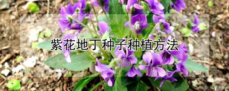 紫花地丁种子种植方法 紫花地丁种子的种植方法