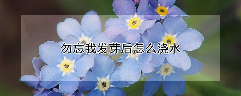 勿忘我发芽后怎么浇水