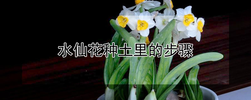 水仙花种土里的步骤（水仙花怎么在土里栽种）