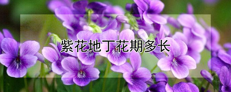 紫花地丁花期多长 紫花地丁开花时间