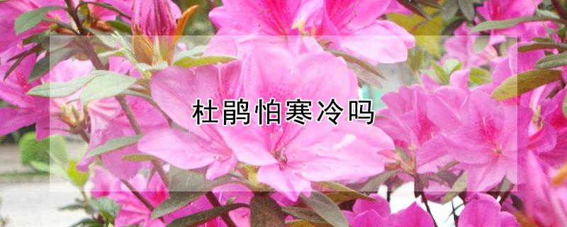 杜鹃怕寒冷吗 杜鹃花冬天怕不怕冷