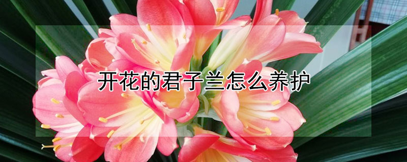 开花的君子兰怎么养护