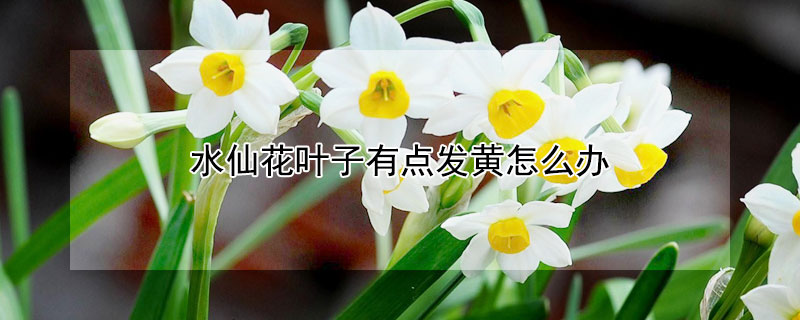 水仙花叶子有点发黄怎么办