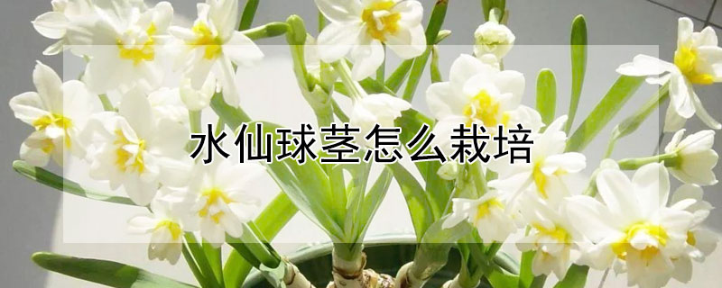 水仙球茎怎么栽培