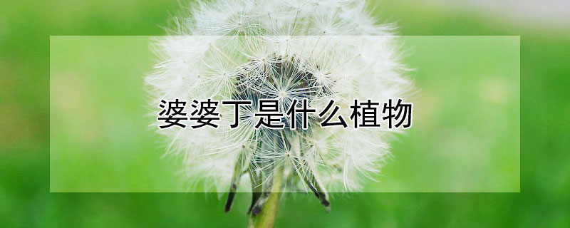 婆婆丁是什么植物