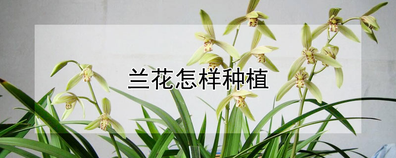 兰花怎样种植