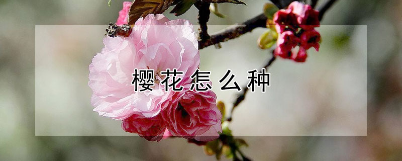 樱花怎么种