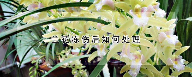 兰花冻伤后如何处理（兰花冻了怎么处理）