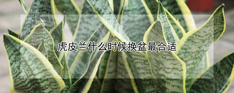 虎皮兰什么时候换盆最合适（虎皮兰什么季节换盆好）