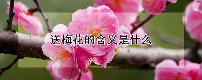 送梅花的含义是什么