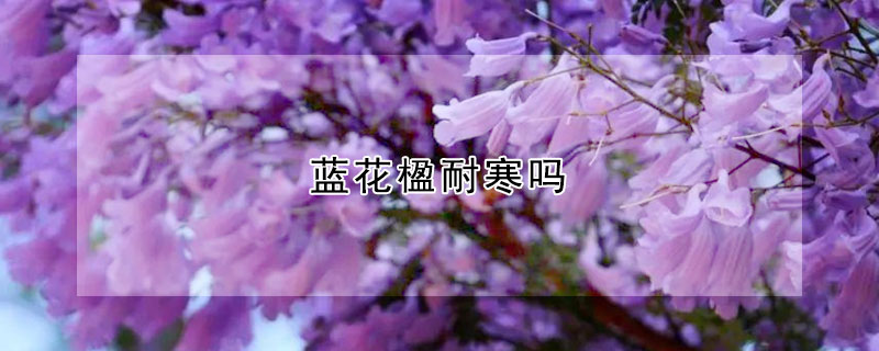 蓝花楹耐寒吗