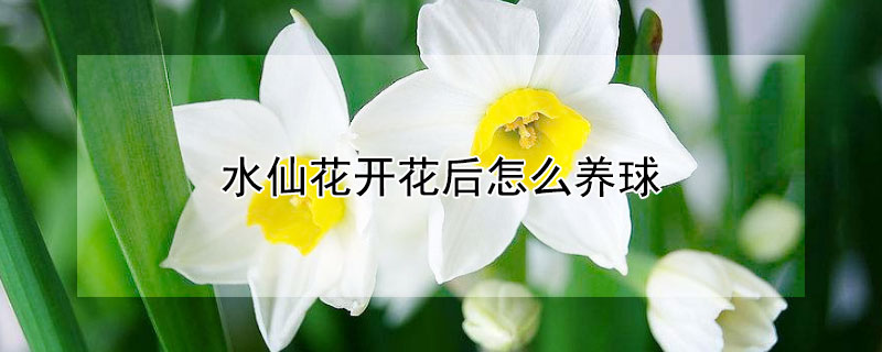 水仙花开花后怎么养球