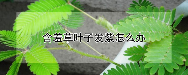 含羞草叶子发紫怎么办