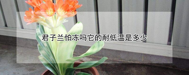 君子兰怕冻吗它的耐低温是多少