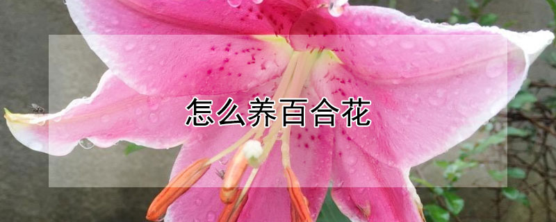 怎么养百合花