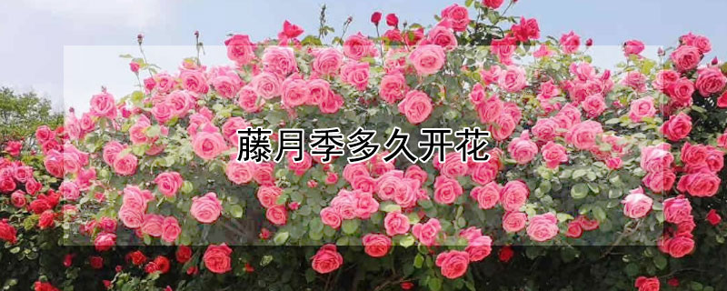 藤月季多久开花（藤本月季多久开花）