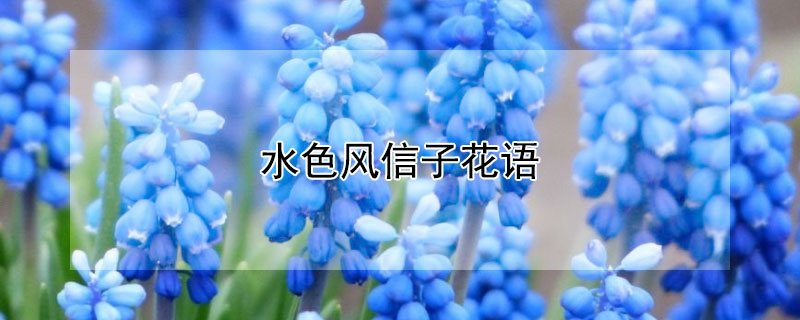 水色风信子花语