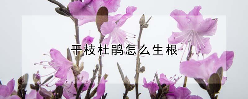 干枝杜鹃怎么生根