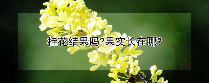 桂花结果吗?果实长在哪?（桂花会结果子吗?）