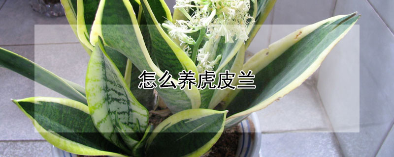 怎么养虎皮兰（怎么养虎皮兰才能开花）