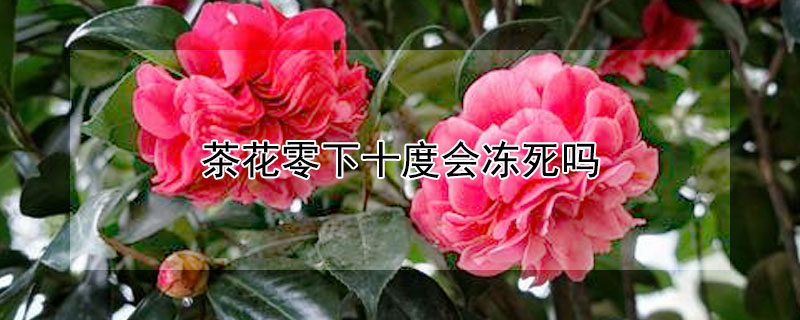 茶花零下十度会冻死吗