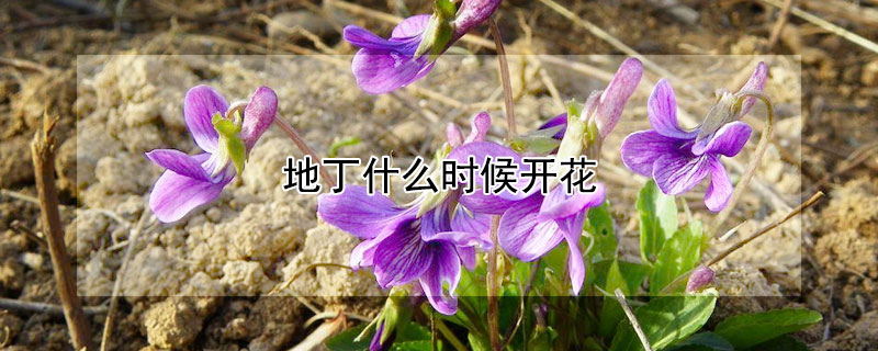 地丁什么时候开花