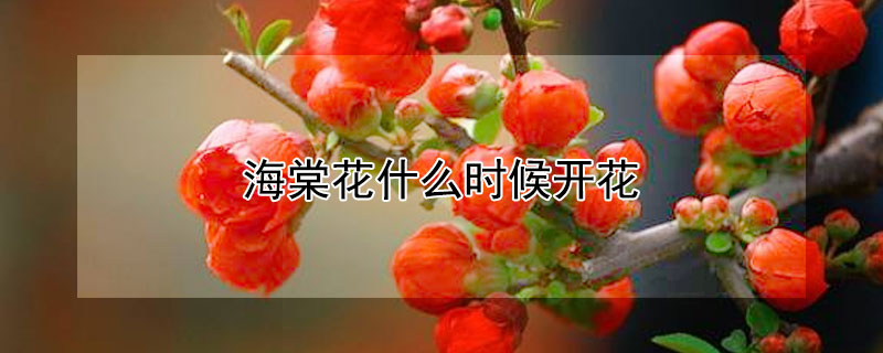 海棠花什么时候开花