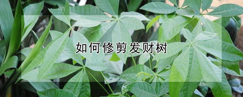 如何修剪发财树 如何修剪发财树的叶子