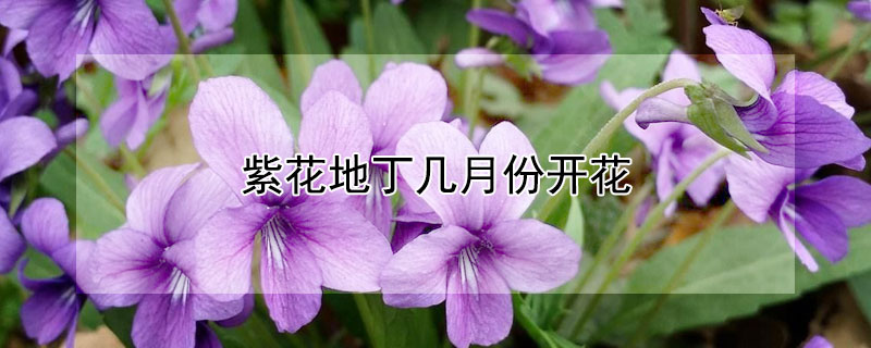 紫花地丁几月份开花 紫花地丁啥时候开花
