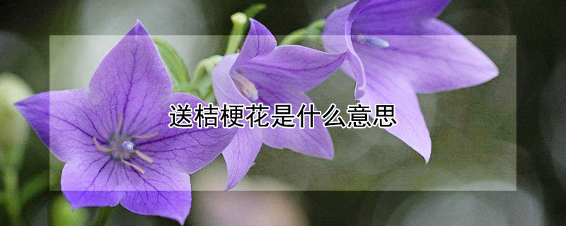 送桔梗花是什么意思