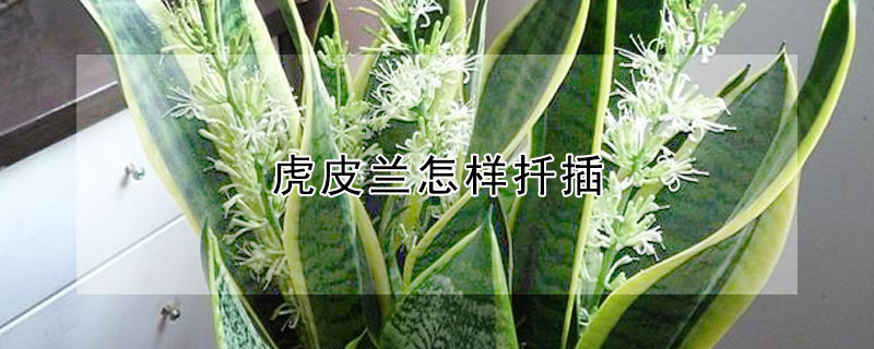 虎皮兰怎样扦插