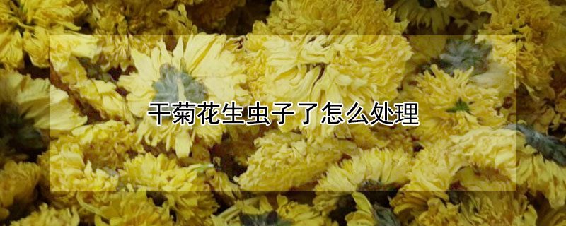 干菊花生虫子了怎么处理