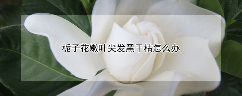 栀子花嫩叶尖发黑干枯怎么办 栀子花叶发黑干枯怎么回事