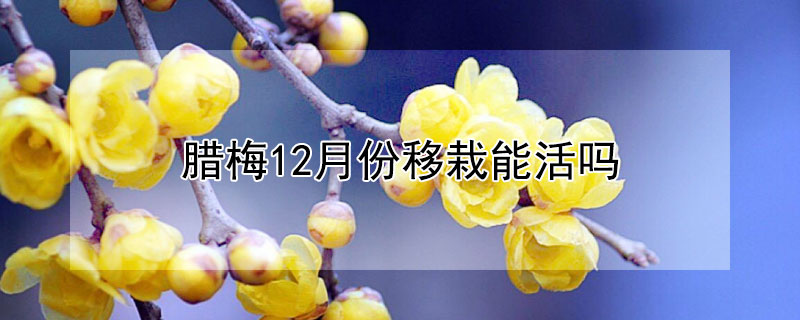 腊梅12月份移栽能活吗