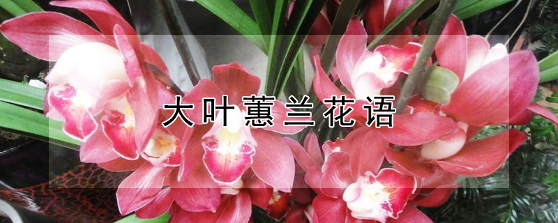 大叶蕙兰花语