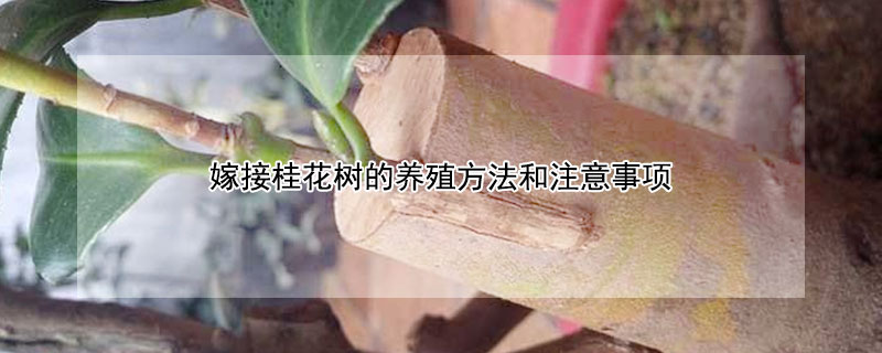 嫁接桂花树的养殖方法和注意事项