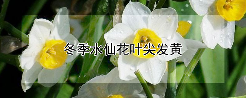 冬季水仙花叶尖发黄（水仙花叶子枯黄）