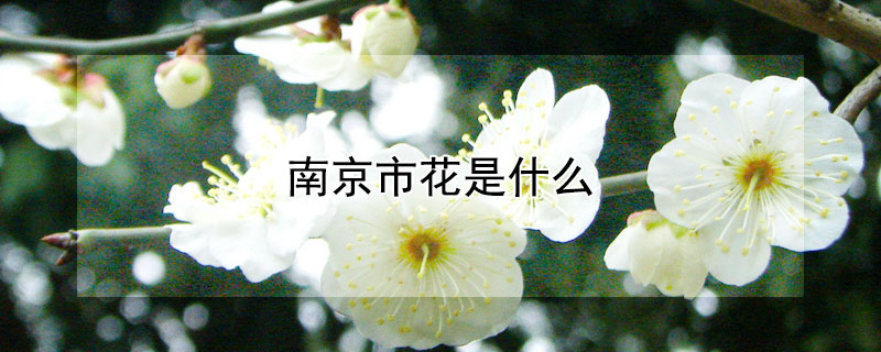 南京市花是什么 南京市花是什么意思?