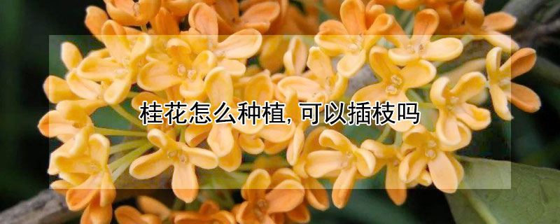 桂花怎么种植,可以插枝吗 桂花能插枝种植吗