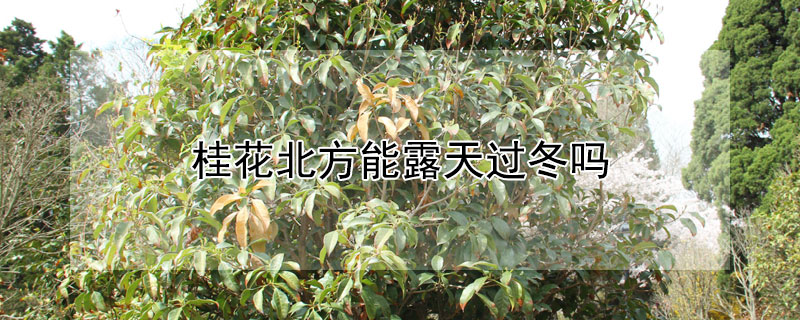 桂花北方能露天过冬吗