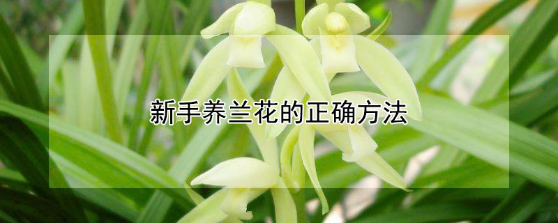 新手养兰花的正确方法