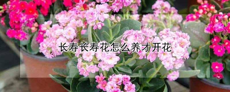 长寿长寿花怎么养才开花